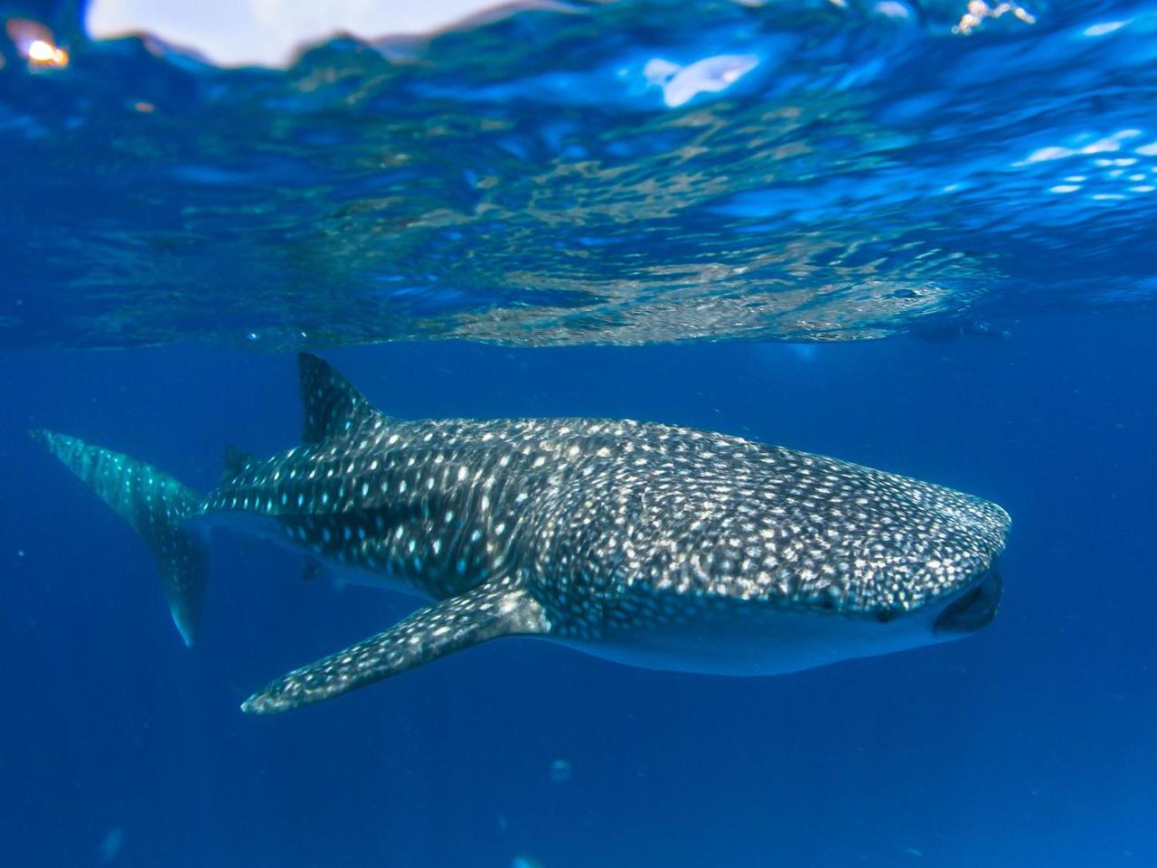 Dhiguveli Maldives Hotel Dhigurah  Eksteriør billede